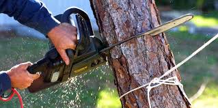 Best Lawn Pest Prevention  in Menifee, CA