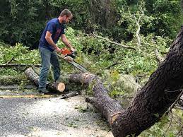 Best Root Management and Removal  in Menifee, CA