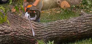 Best Pest Control for Lawns  in Menifee, CA
