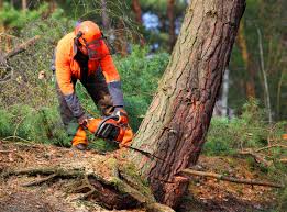 Best Utility Line Clearance  in Menifee, CA