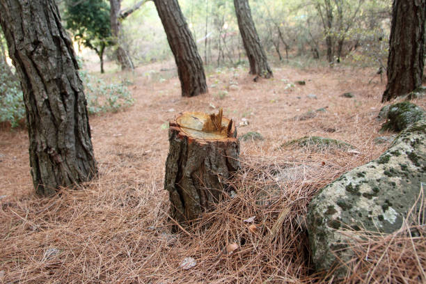 Best Hazardous Tree Removal  in Menifee, CA