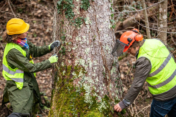 Best Commercial Tree Services  in Menifee, CA