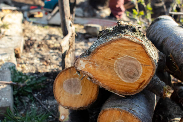 Best Firewood Processing and Delivery  in Menifee, CA
