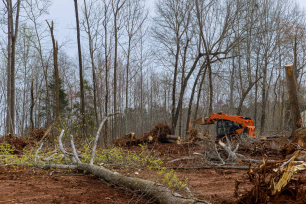 Best Storm Damage Tree Cleanup  in Menifee, CA
