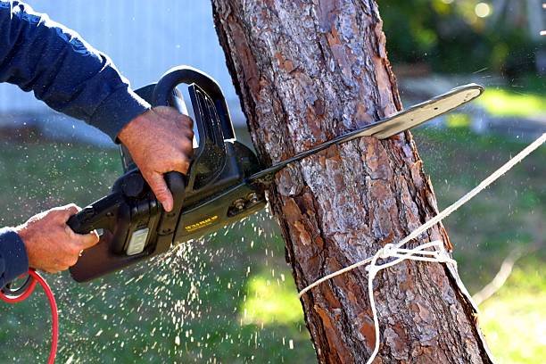 Best Lawn Irrigation Installation and Maintenance  in Menifee, CA