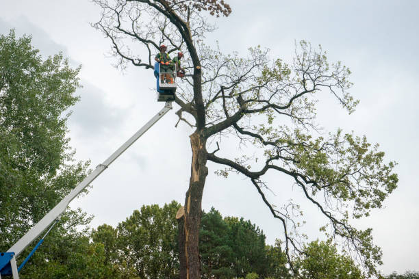 Best Tree and Shrub Care  in Menifee, CA