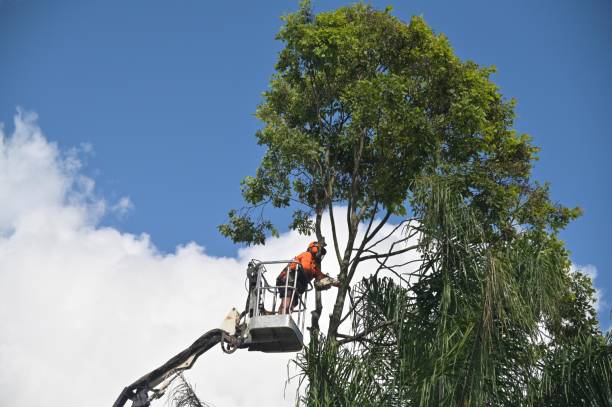 Leaf Removal in Menifee, CA