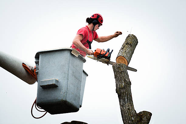 Best Arborist Consultation Services  in Menifee, CA