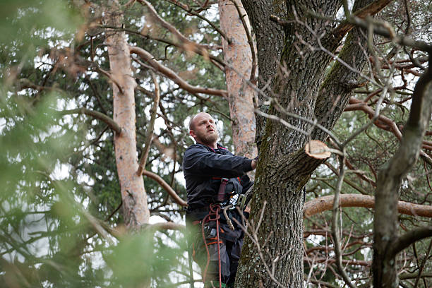 Best Tree Health Inspection  in Menifee, CA