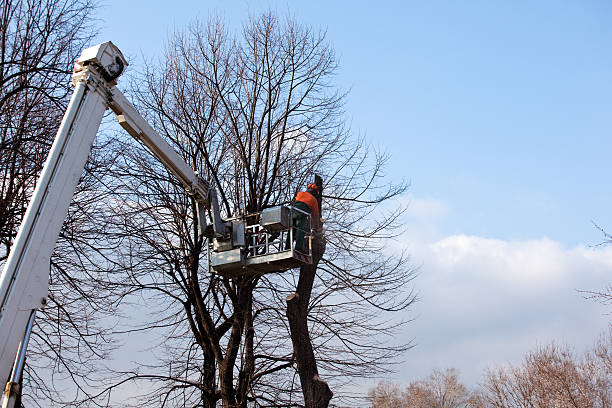 Best Tree Trimming and Pruning  in Menifee, CA