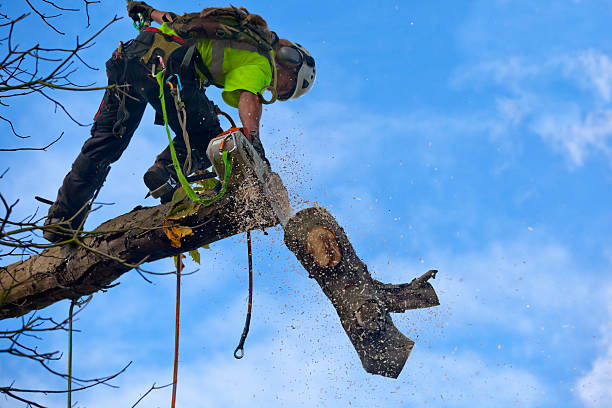 Trusted Menifee, CA Tree Care Experts