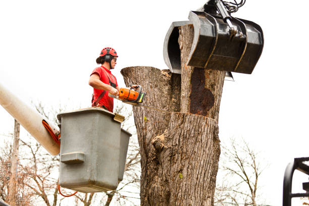 Best Root Management and Removal  in Menifee, CA